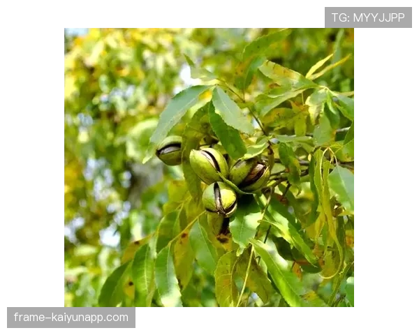 商务部依据法律对美墨碧根果立案调查,墨西哥碧根果 商务部依据法律对美墨碧根果立案调查,墨西哥碧根果